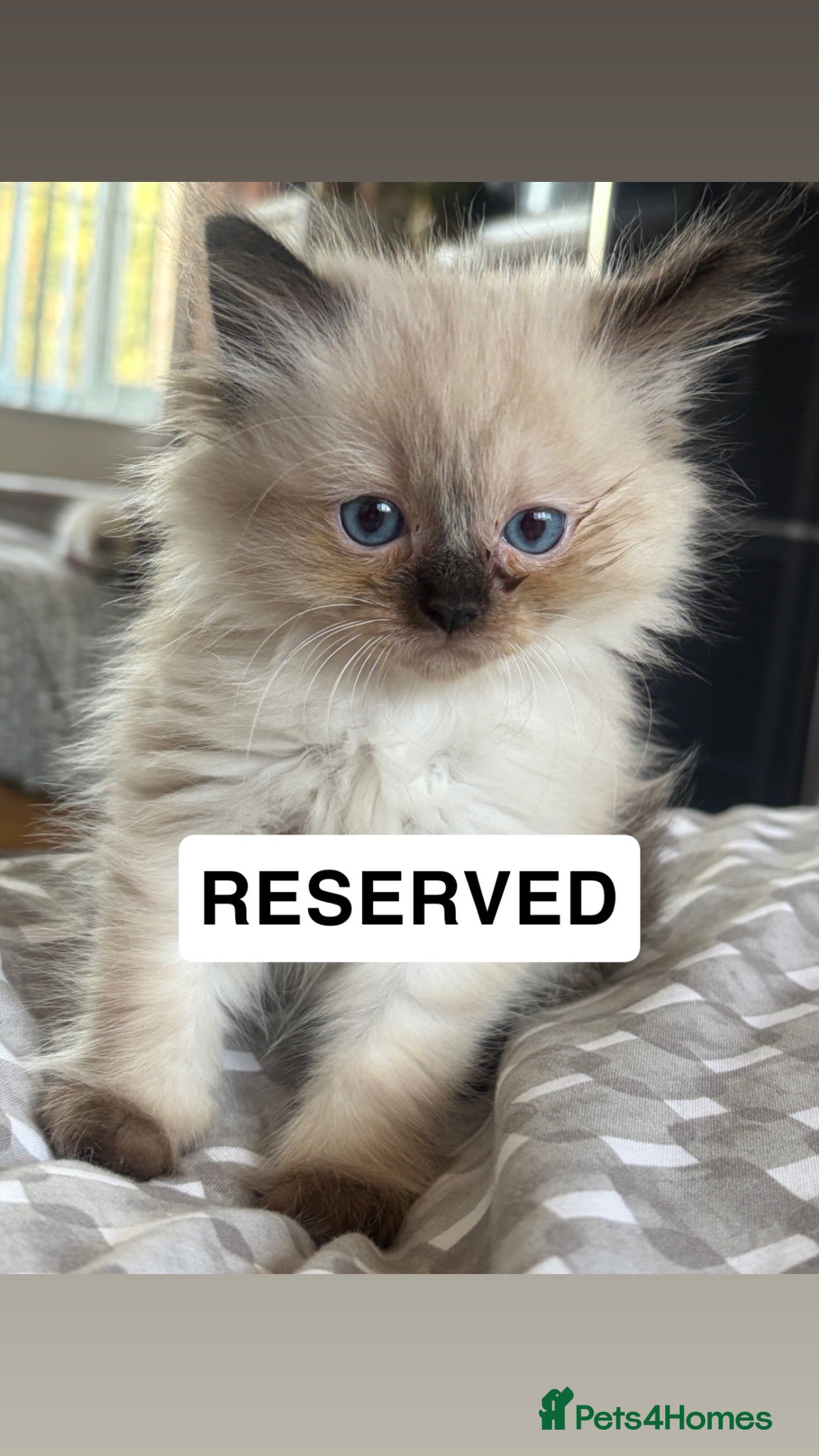 Ragdoll cats We have 4 beautiful Ragdoll Kittens - Advert 2