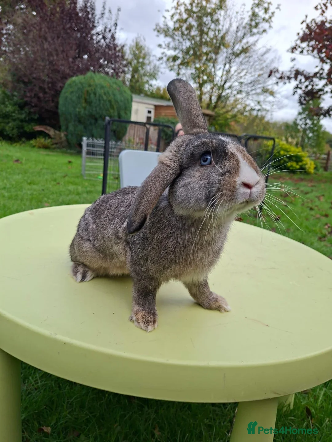 Mixed Breed rabbits for sale: Dwarf lop mix. Buck for sale. - Advert 2
