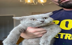 Scottish Fold cats for sale: Beautiful scotish fold straight ear kittens 🐱 ❤️ in Altrincham - Image 5