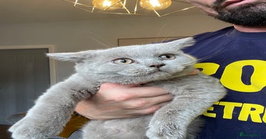 Scottish Fold cats in Altrincham - Advert 8