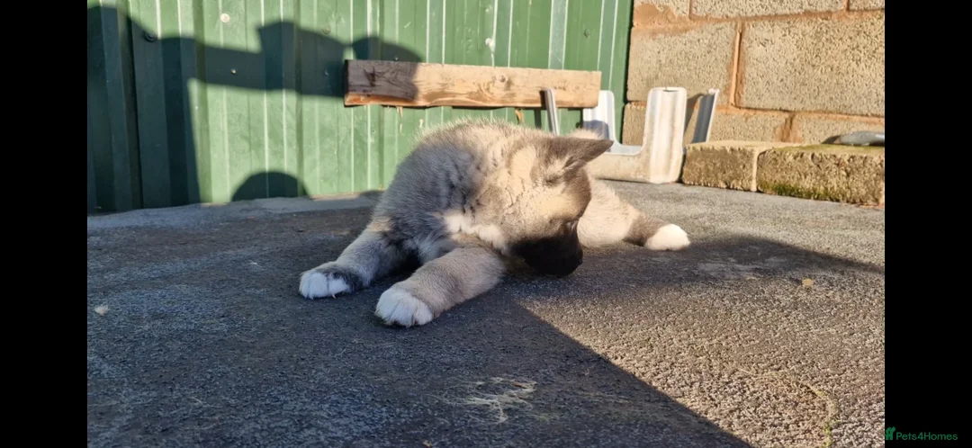 Akita dogs for sale: Adorable American akita puppys - Advert 3