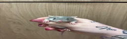 Rat rodents for sale: Gorgeous pedigree dwarf rat pups - Advert 21