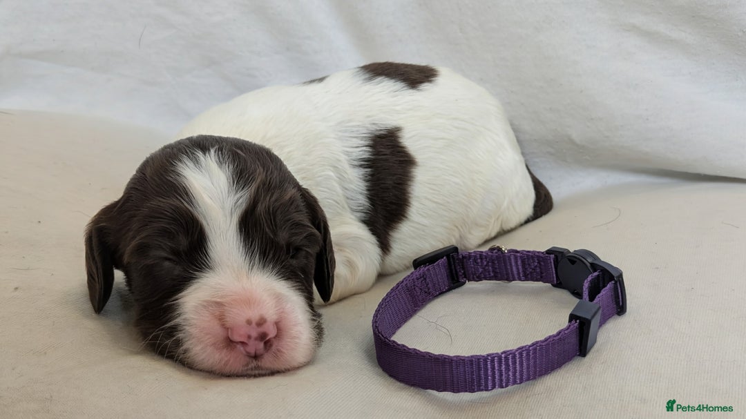 Sprocker dogs for sale: 🐶✨ F2 Sprocker Puppies – Growing Beautifully! ✨🐶 - Image 12
