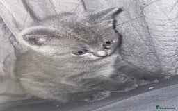 British Shorthair cats for sale: Beautiful British shorthair kittens - Image 5