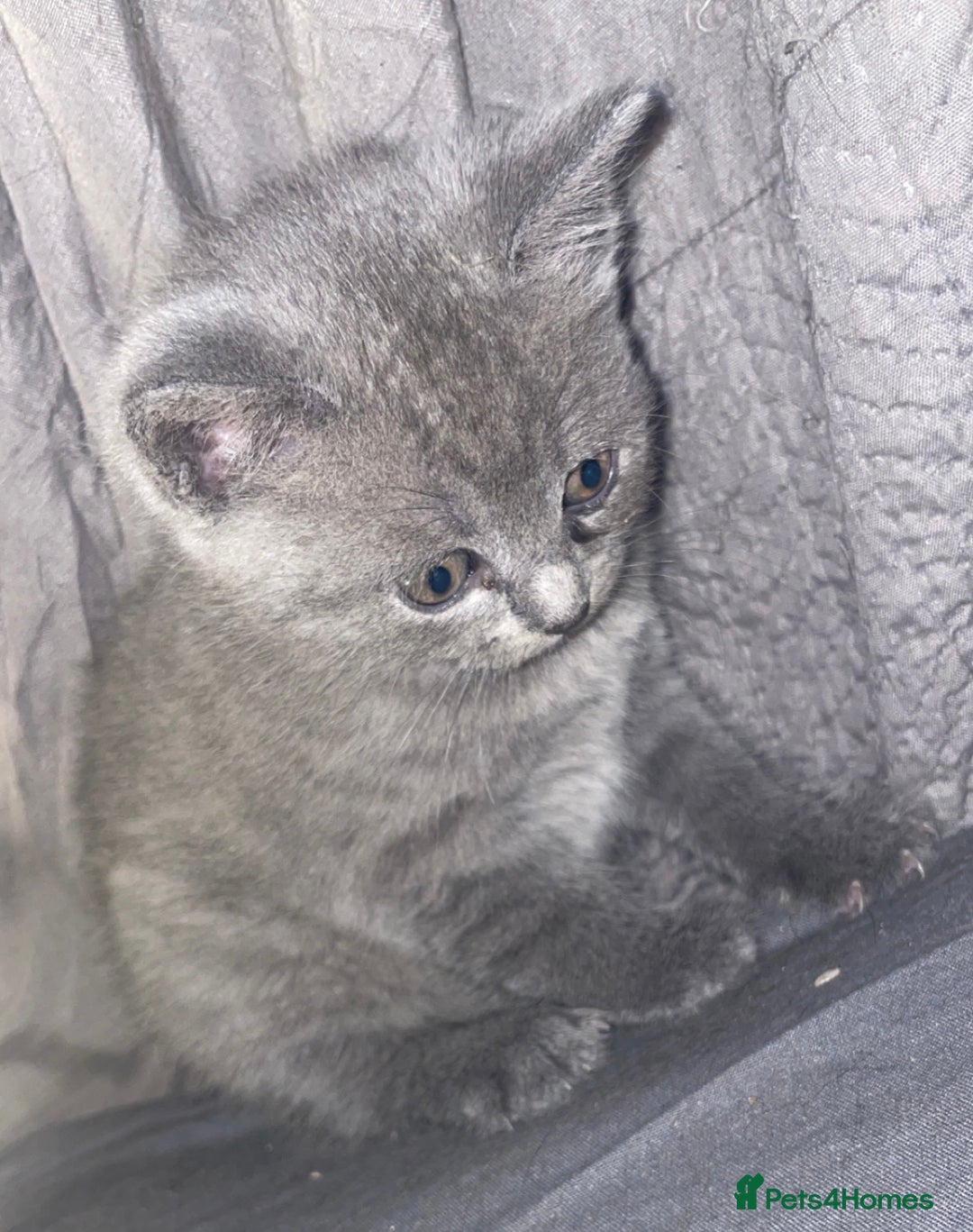 British Shorthair cats for sale: Beautiful British shorthair kittens - Image 5