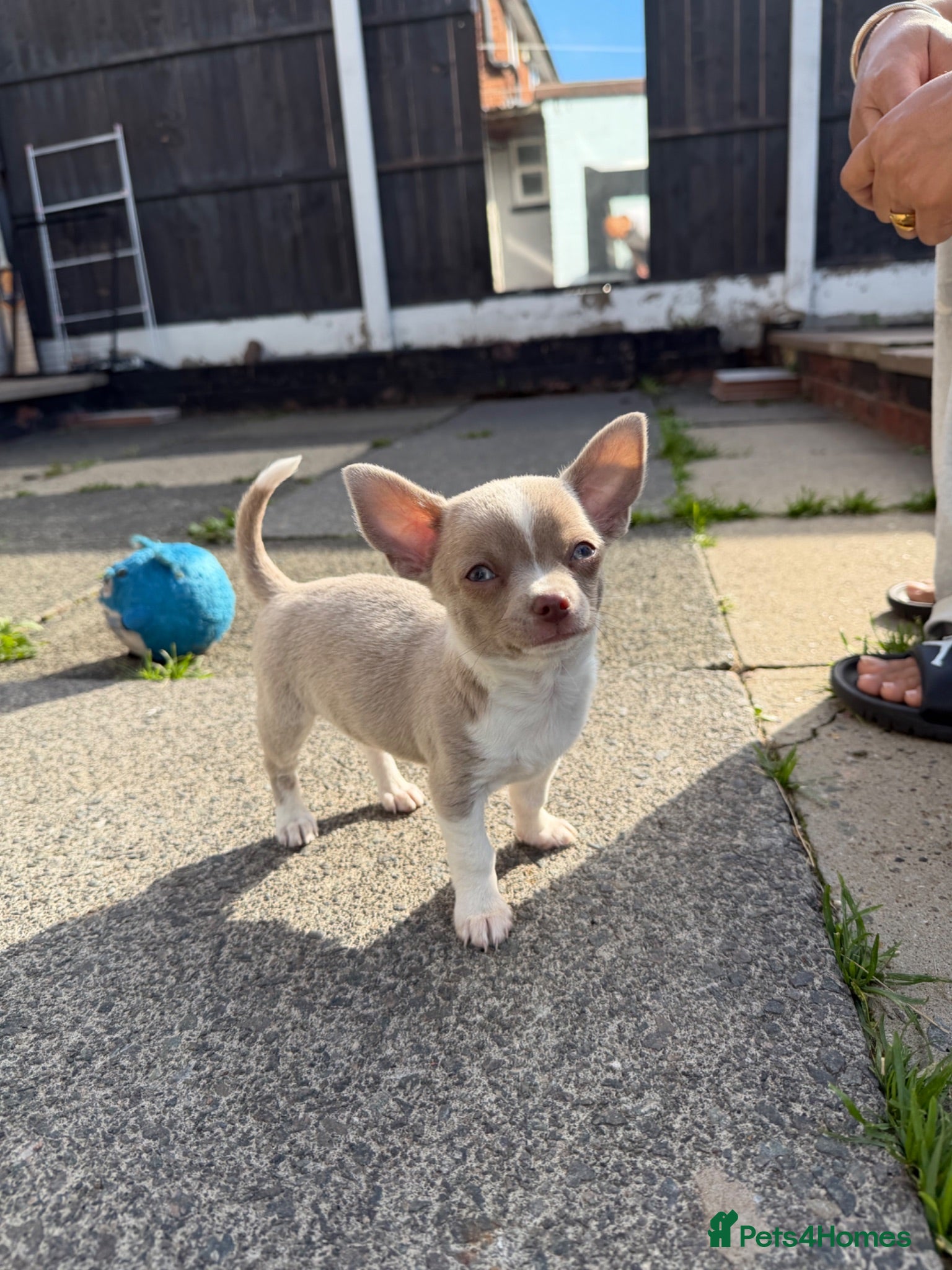 Chihuahua dogs Lilac chihuahua puppies for sale  3male 1 female  - Advert 1