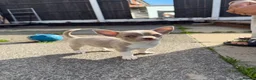 Chihuahua dogs for sale: Lilac chihuahua puppies for sale  3male 1 female  - Advert 1