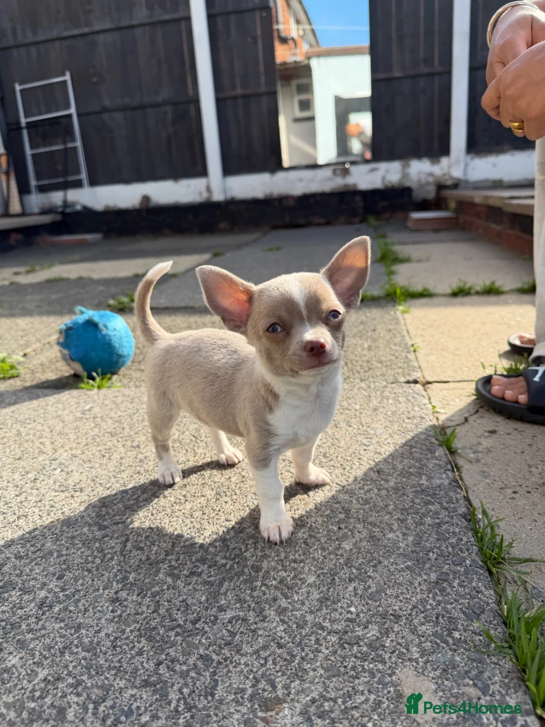 Chihuahua dogs for sale: Lilac chihuahua puppies for sale  3male 1 female  - Advert 1