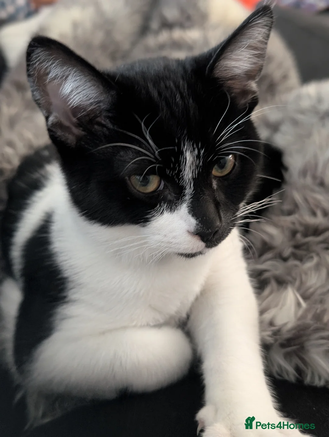 Mixed Breed cats for sale: 2 x Male 7 month old Kittens - Advert 4