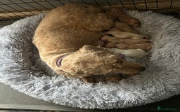 Goldendoodle dogs for sale: Beautiful Goldendoodle pups for sale  - Advert 5