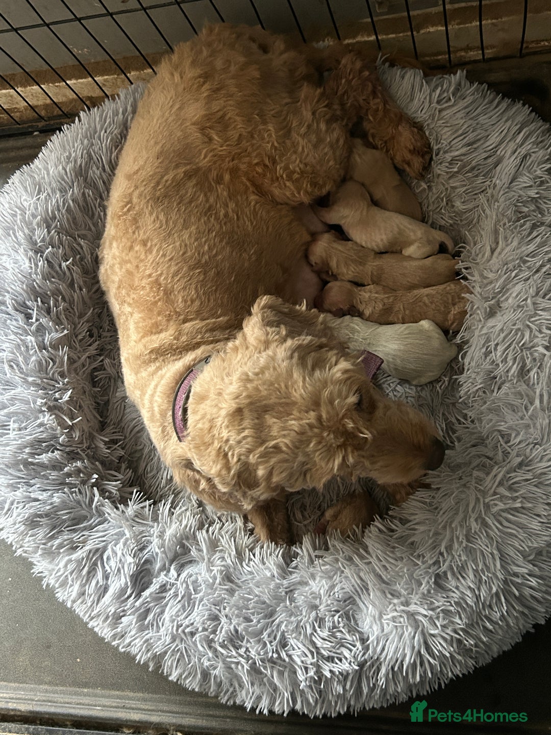 Goldendoodle dogs for sale: Beautiful Goldendoodle pups for sale  - Advert 5
