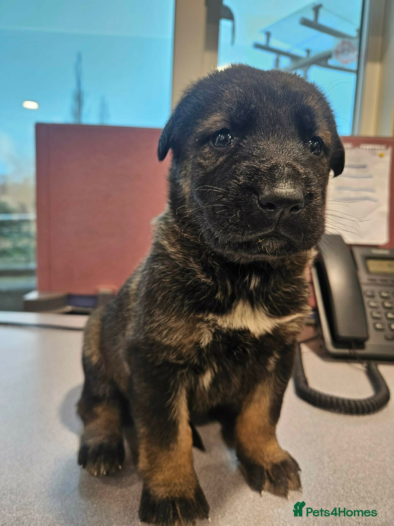 Mixed Breed dogs Kangal German shepherd mix lovely puppies - Advert 1