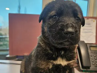 Mixed Breed dogs Kangal German shepherd mix lovely puppies - Advert 1