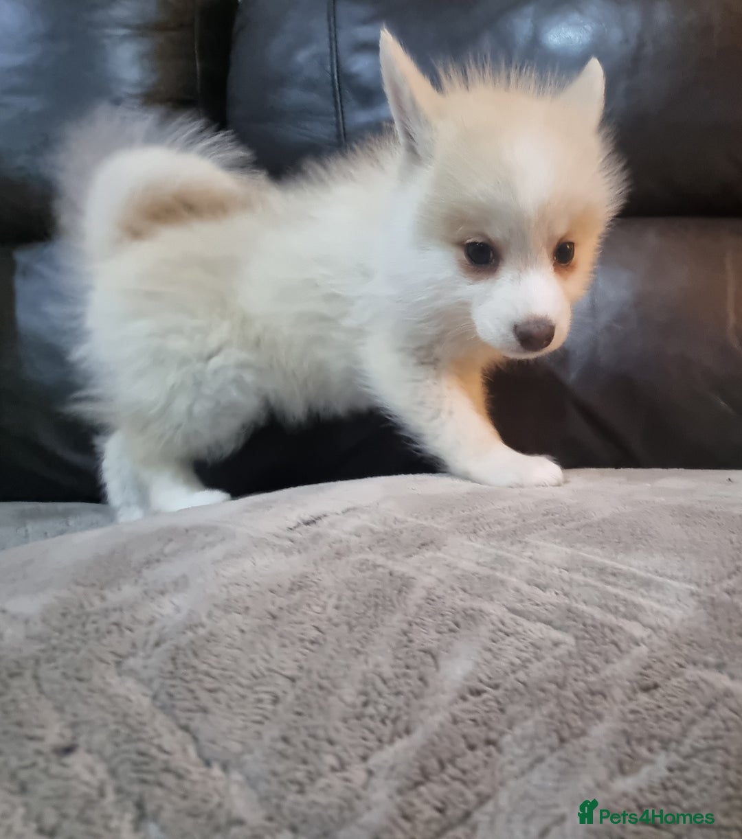 Pomsky dogs for stud: Stunning Proven F1 Wolf Grey Pomsky For Stud in Cambridge - Advert 8