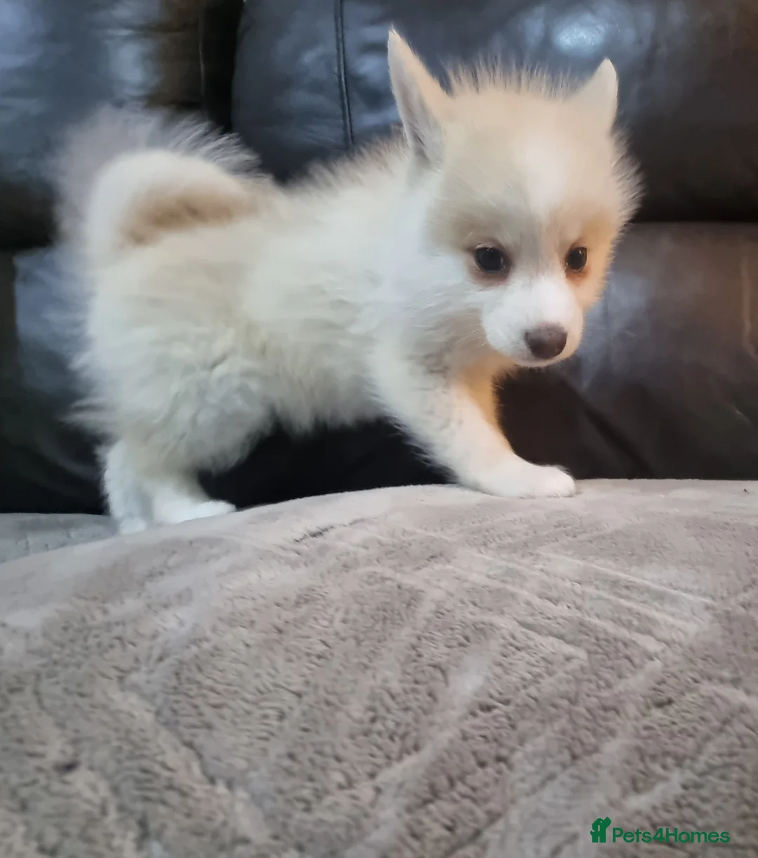 Pomsky dogs for stud: Stunning Proven F1 Wolf Grey Pomsky For Stud in Cambridge - Advert 8