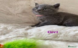 British Shorthair cats for sale: British Shorthair Kittens - Image 6