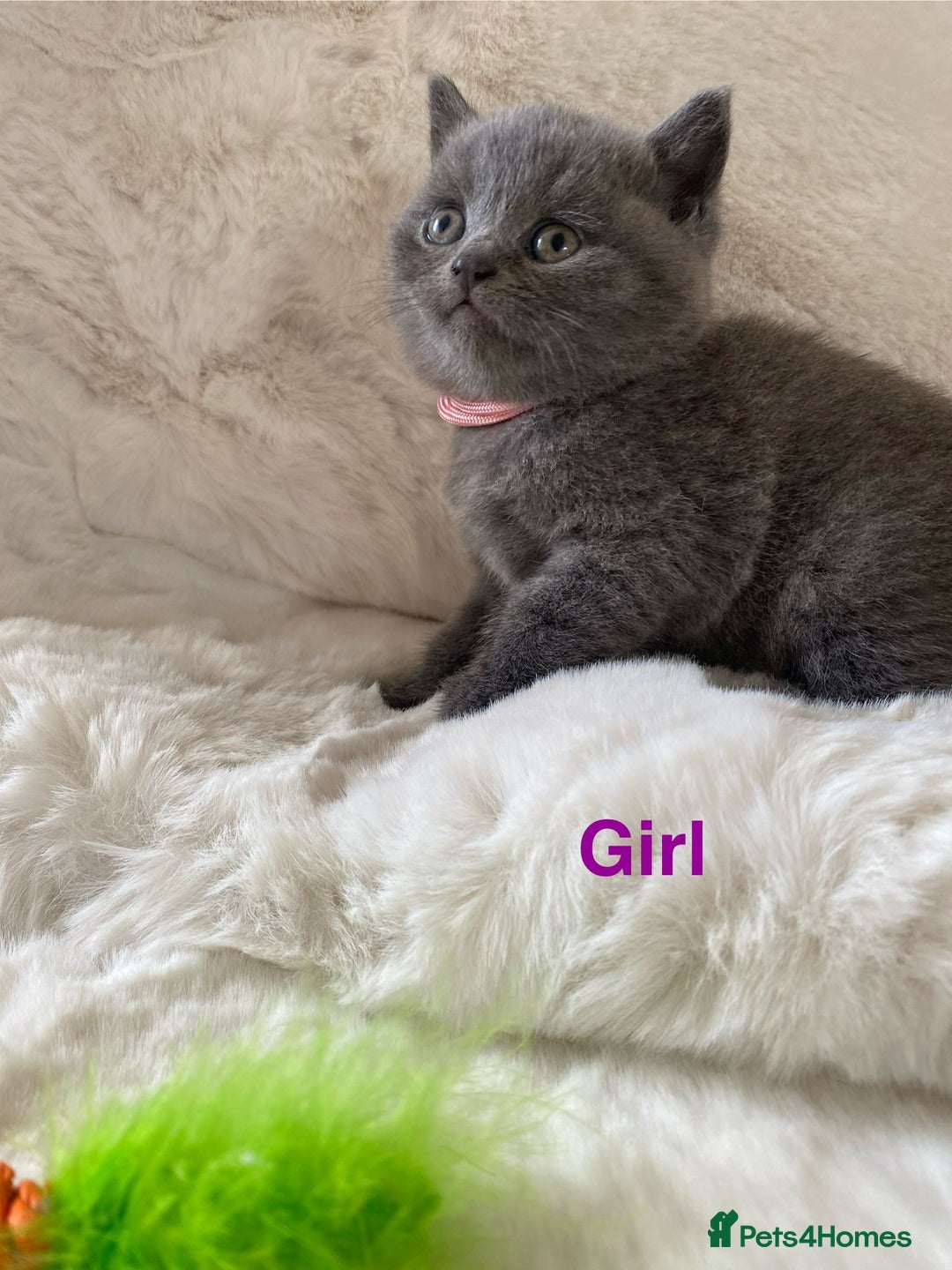 British Shorthair cats for sale: British Shorthair Kittens - Image 6