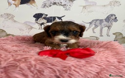 Cockapoo dogs for sale: F1 Cockapoo’s **fully DNA tested** - Image 4