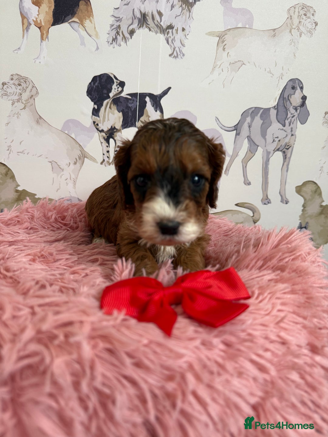 Cockapoo dogs for sale: F1 Cockapoo’s **fully DNA tested** - Image 4