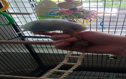 Budgerigars birds for sale: Male budgie and cage  - Image 2