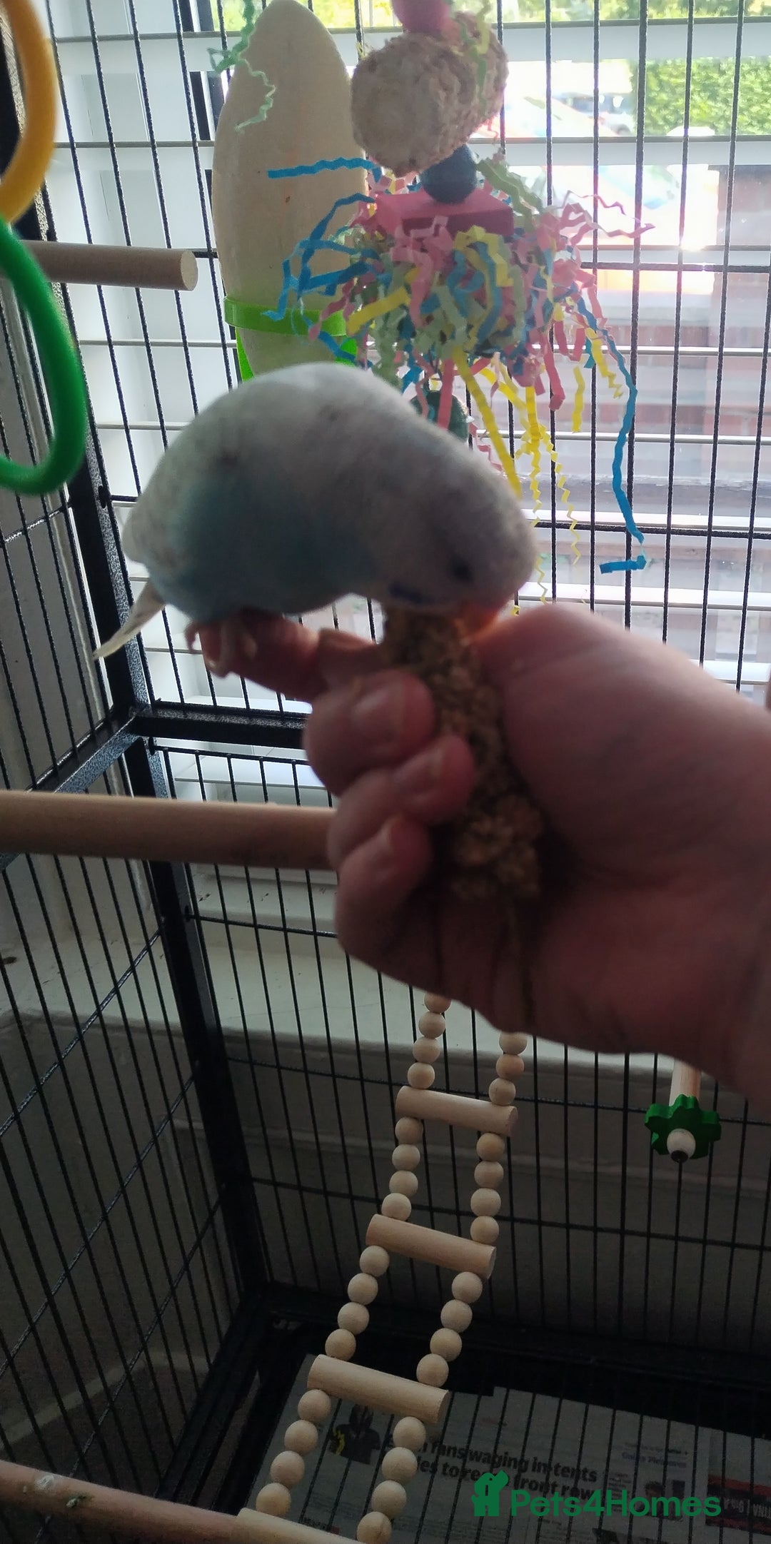 Budgerigars birds for sale: Male budgie and cage  - Image 2