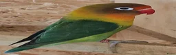Lovebirds birds for sale: ✨️🦜Beautiful Fischer's Lovebird for Sale! 🦜✨ in Saint Helens - Advert 6