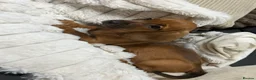 Dachshund dogs for sale: One girl left looking forever home  - Advert 9