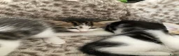 Mixed Breed cats for sale: Kitten looking for there forever loving home  in Newcastle upon Tyne - Advert 3