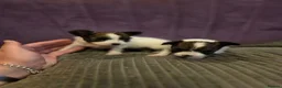 Papillon dogs for sale: KC Registered Papillon Puppies (Ready Soon!) - Advert 12