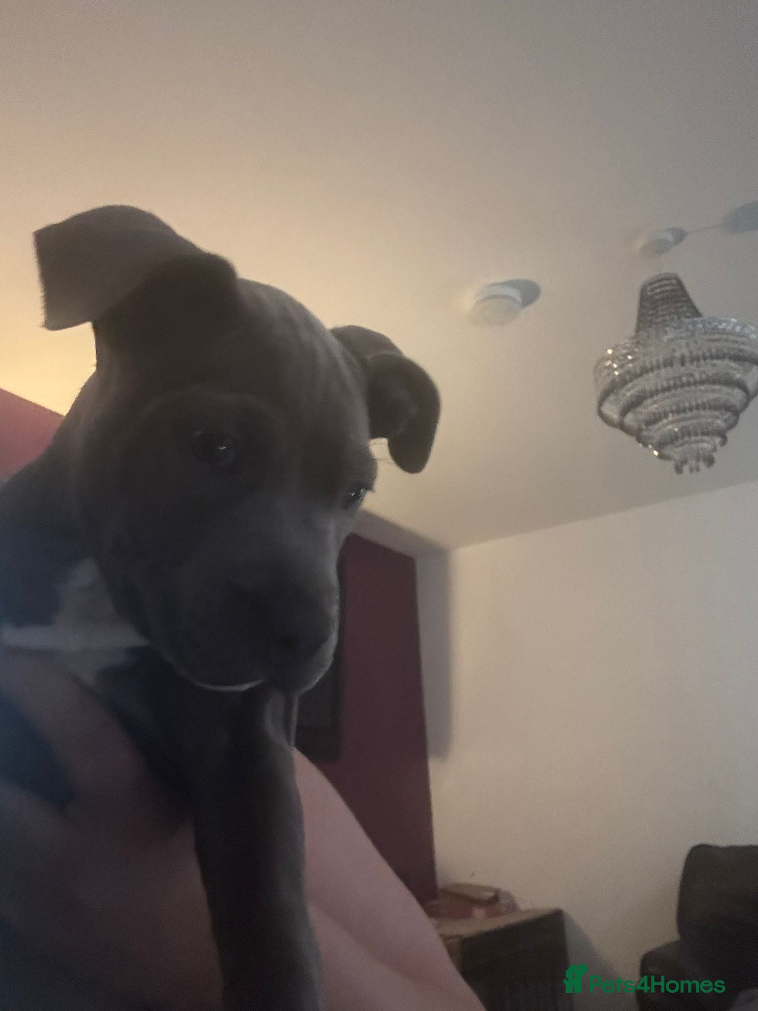 Staffordshire Bull Terrier dogs for sale: Last girl to go.  - Advert 9