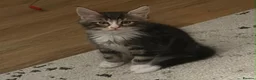 Maine Coon cats for sale: Reduced ✨Maine coon cross male  - Advert 3