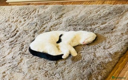 Mixed Breed cats for sale: sweet adult boy  - Image 3