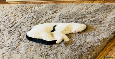 Mixed Breed cats - Advert 15