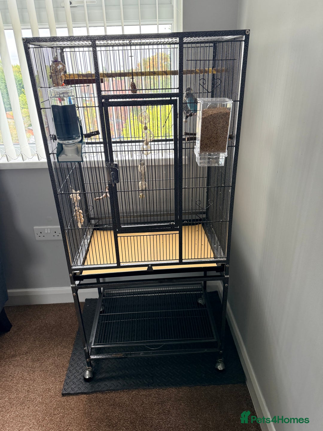 Budgerigars birds for sale: Budgie pair and cage bundle  - Image 5