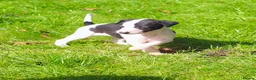 Whippet dogs for sale: 1 Girl Left - KC Whippet Puppies in Aberdeenshire - Advert 21