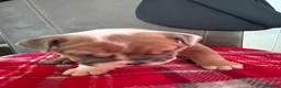English Bulldog dogs for sale: British bulldogs  in Hebburn - Advert 7