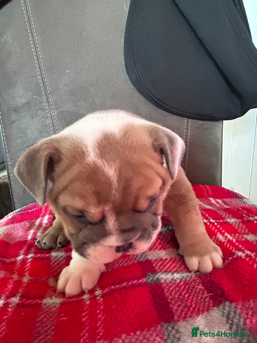 English Bulldog dogs for sale: British bulldogs  in Hebburn - Advert 7