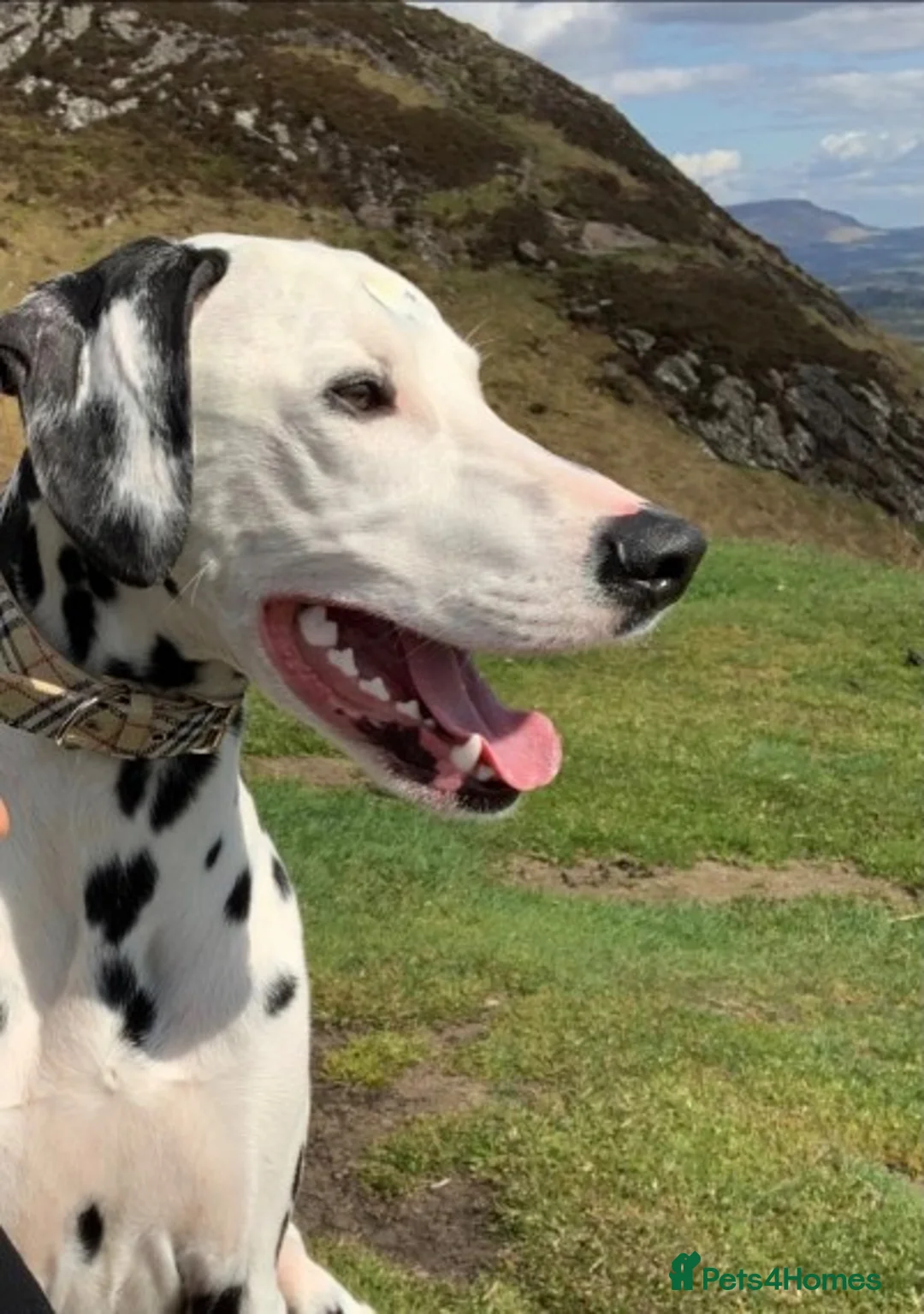 Dalmatian dogs for stud: Handsome Pongo in Denny - Advert 4