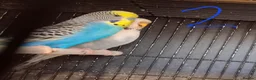 Budgerigars birds for sale: Budgies breeding pairs  - Advert 4