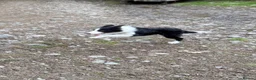 Border Collie dogs for sale: Border Collie Pup - Scott - Advert 7