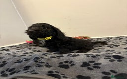 Mixed Breed dogs for sale: dixie pop puppies for sale - Image 16