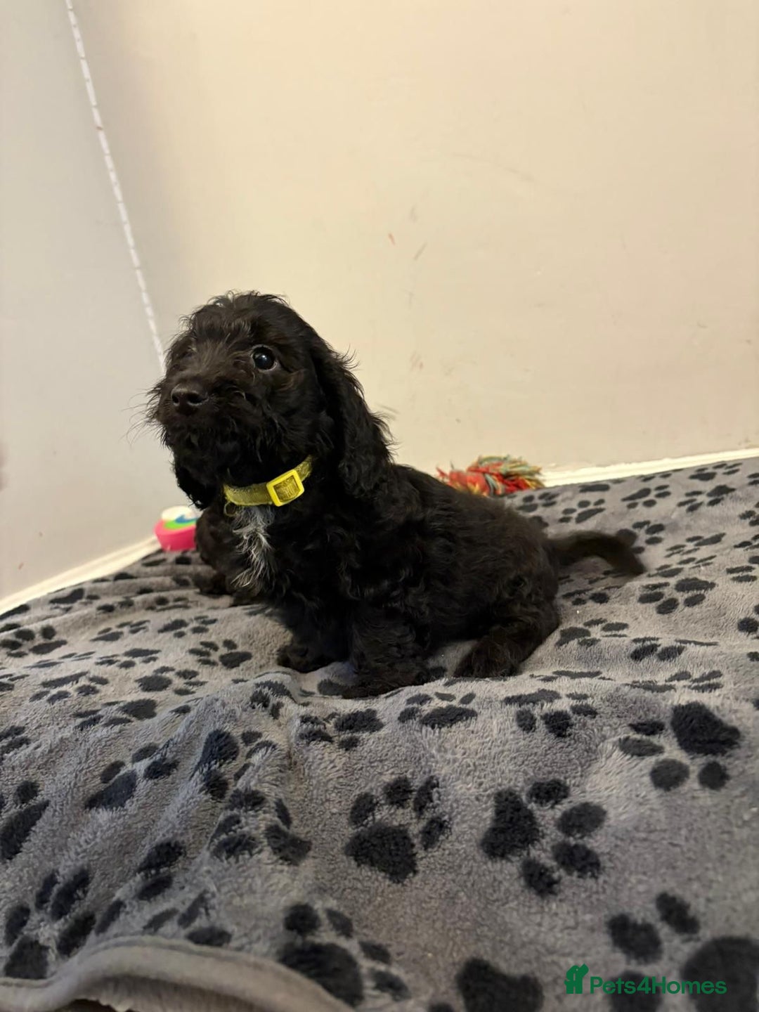 Mixed Breed dogs for sale: dixie pop puppies for sale - Image 16