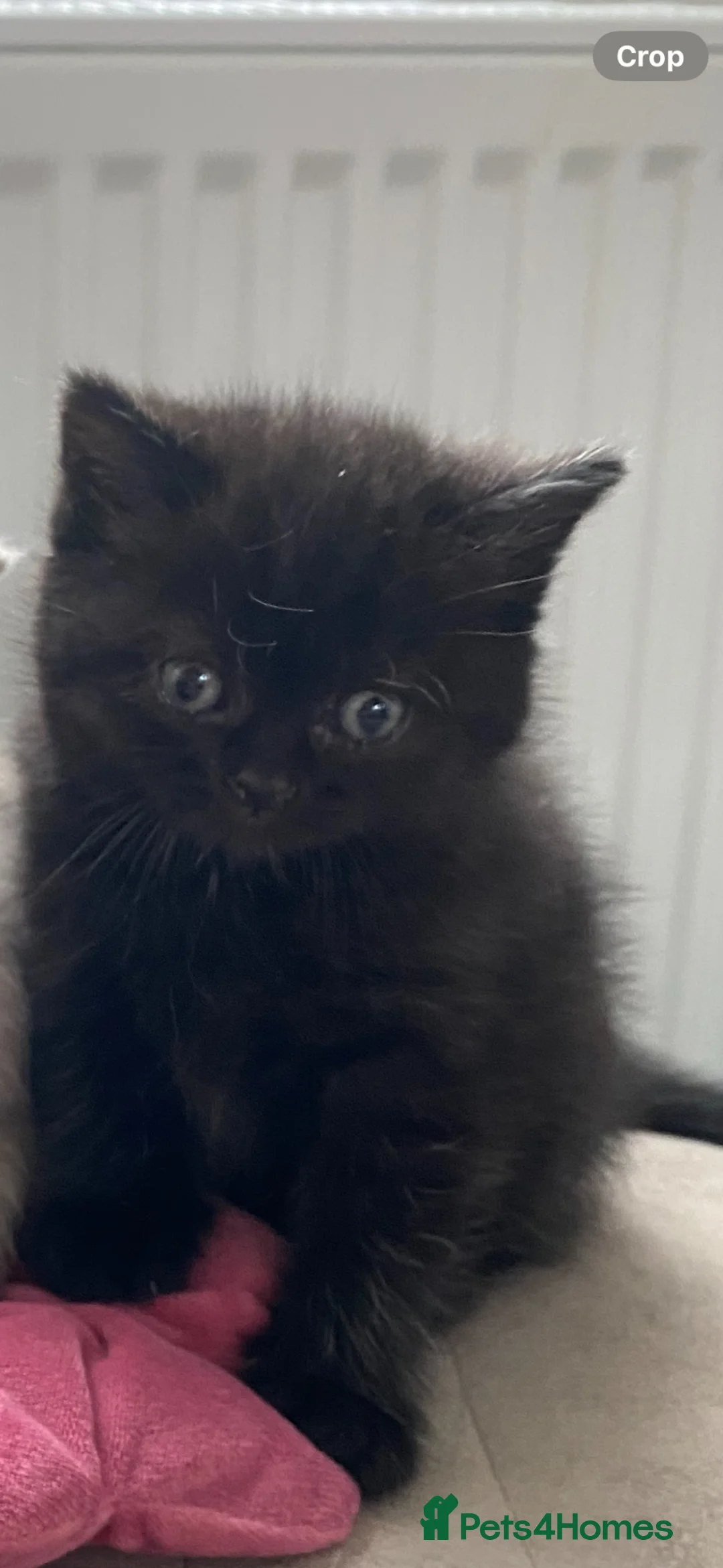 British Shorthair cats for sale: British short hair  - Advert 2