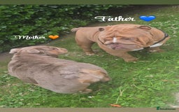 English Bulldog dogs for sale: English bulldog puppies  - Image 12