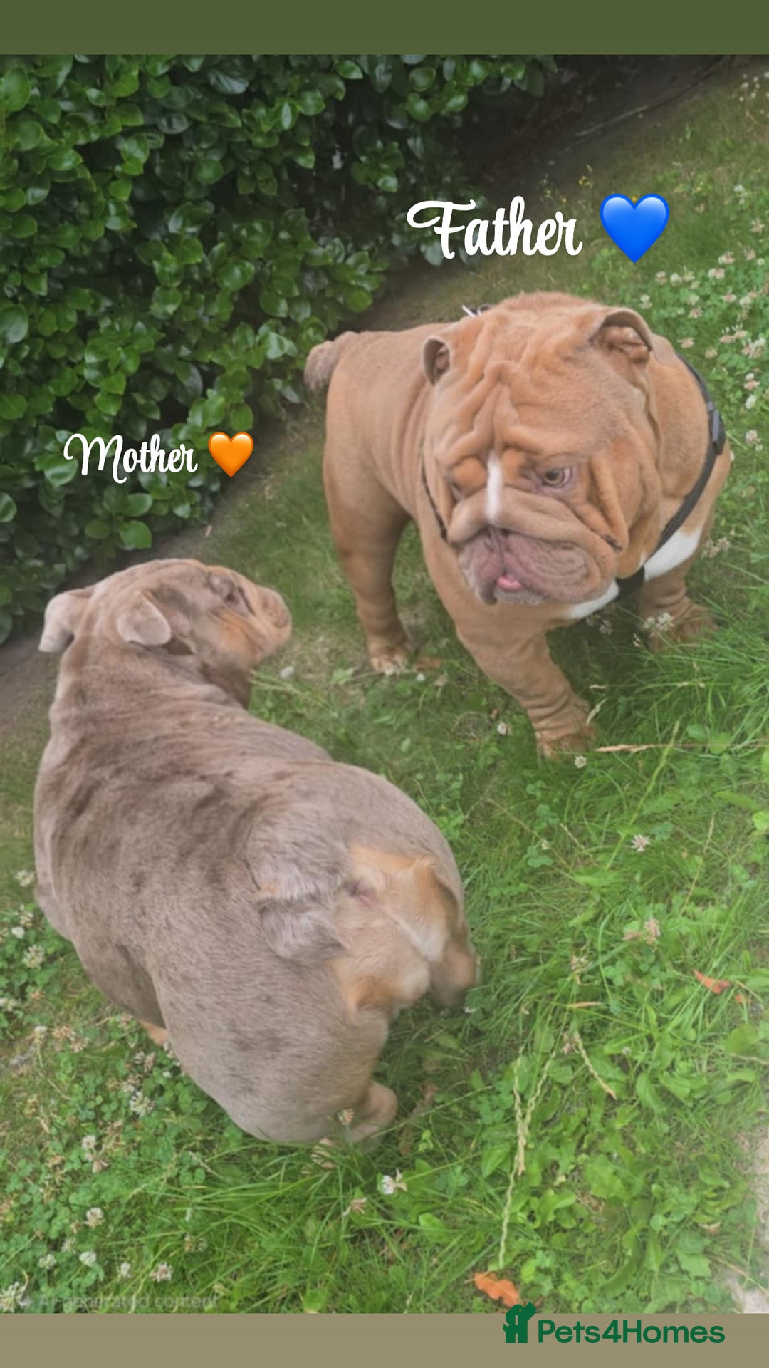 English Bulldog dogs for sale: English bulldog puppies  - Image 12