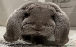 French Lop rabbits for sale: Stunning pure bred French lops  - Image 6