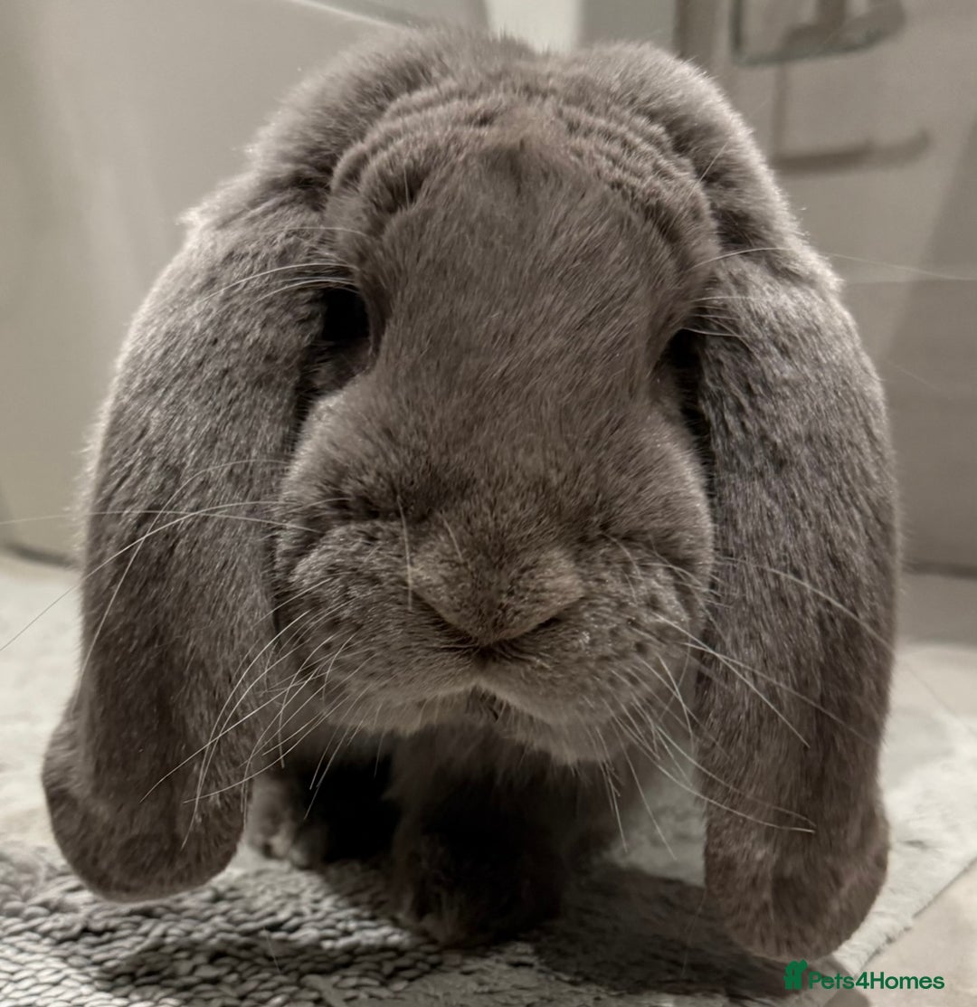 French Lop rabbits for sale: Stunning pure bred French lops  - Image 6
