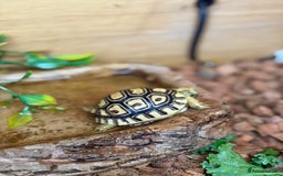 Tortoise reptiles for sale: Leopard Tortoise Hatchlings - Image 3