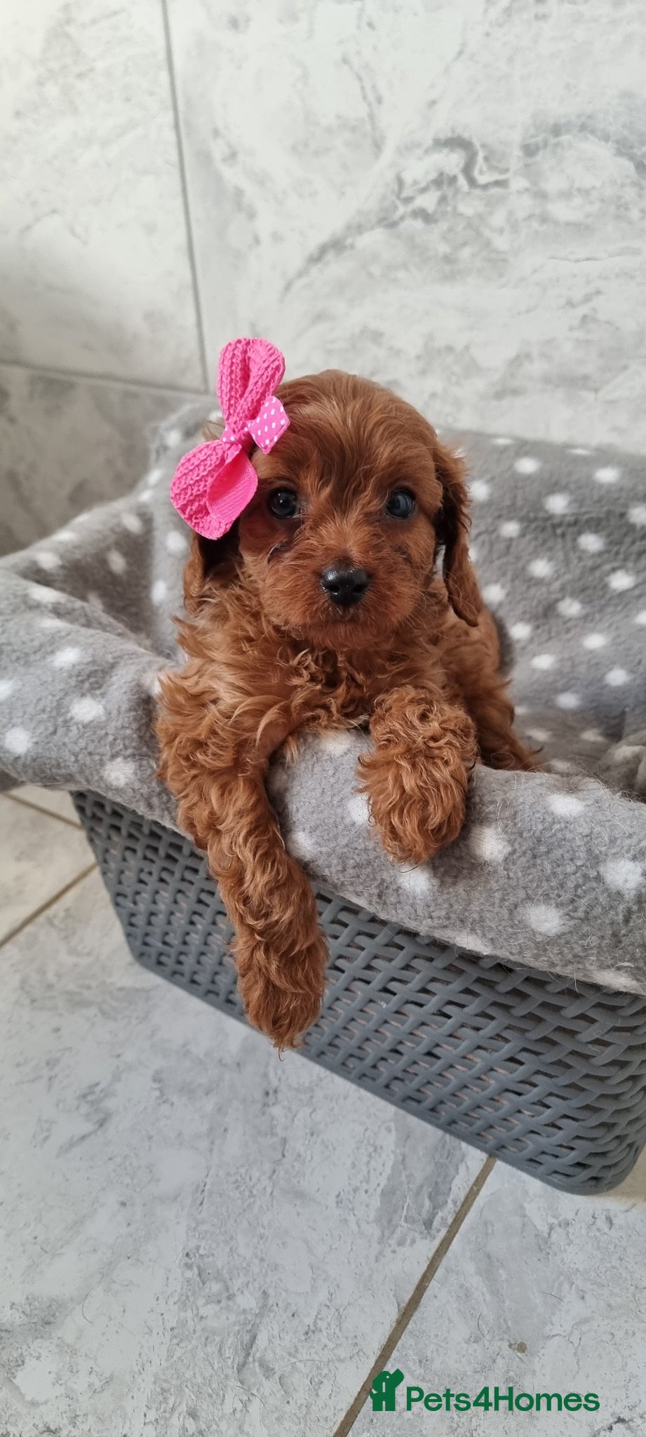 Cavapoo dogs (READY NOW) reduced Tiny F1 toy cavapoos  - Advert 17