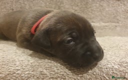 Staffordshire Bull Terrier dogs for sale: Staffordshire Bull Terrior Pups - 9 in total. - Image 31